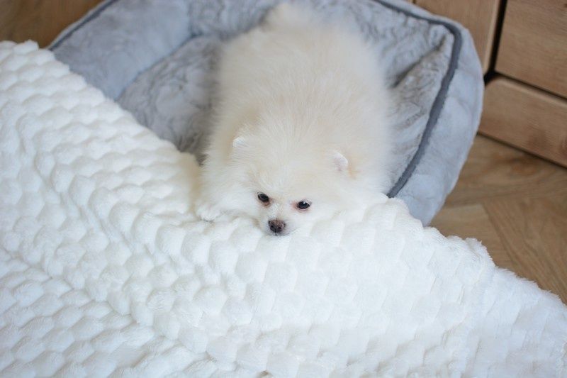 Pomeranian chłopak jasny krem już do odbioru