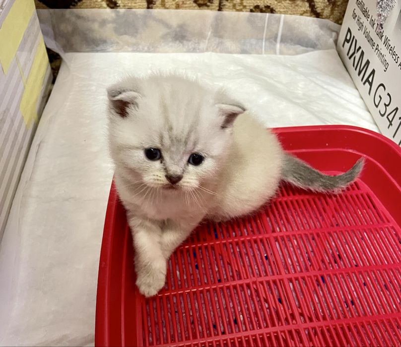 Кошенята срібна шиншила поінт