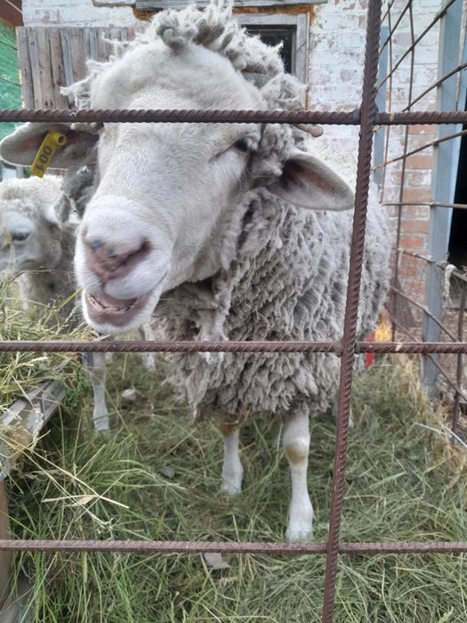 Вівця на розведення/м'ясо