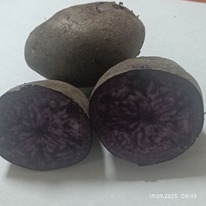 Картопля Солоха велика  колір фіолет