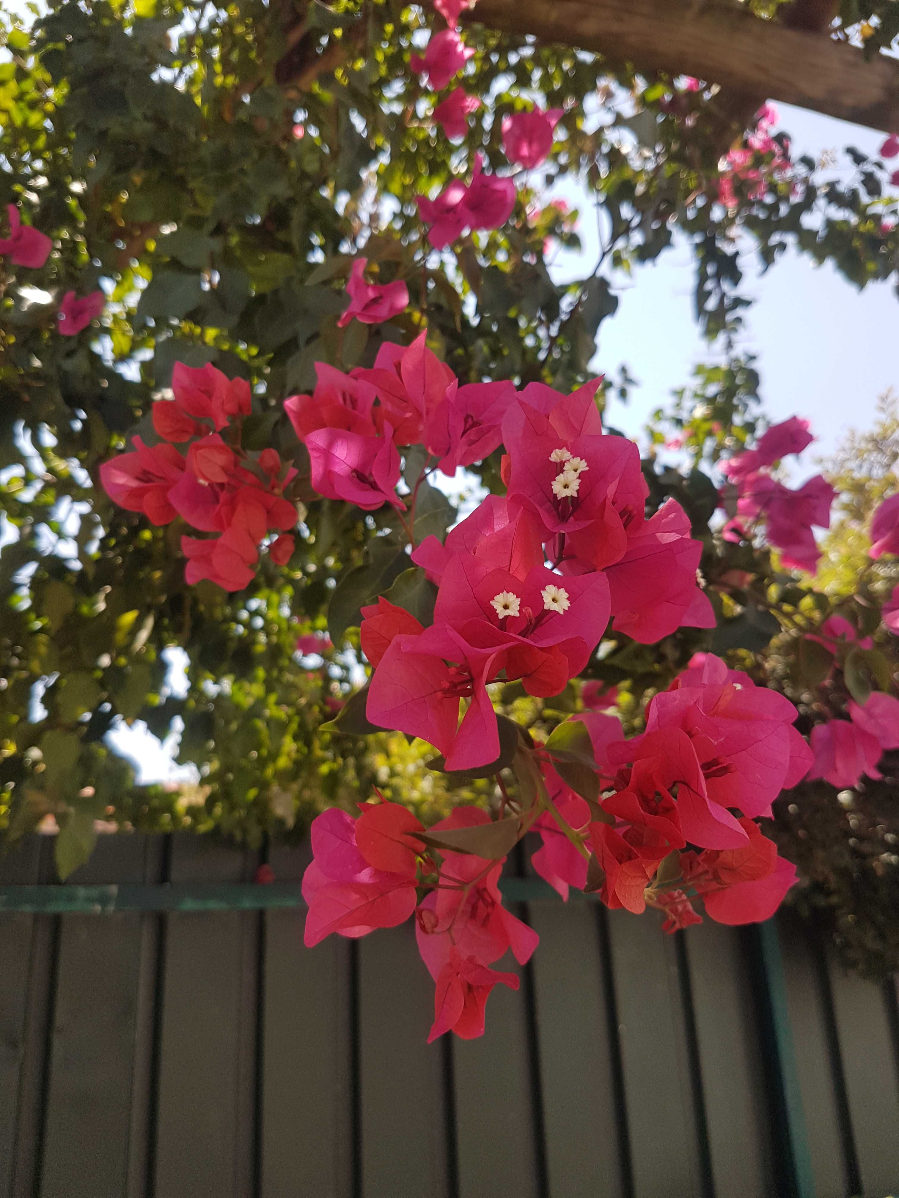 Buganvilia cor de rosa claro ou escuro