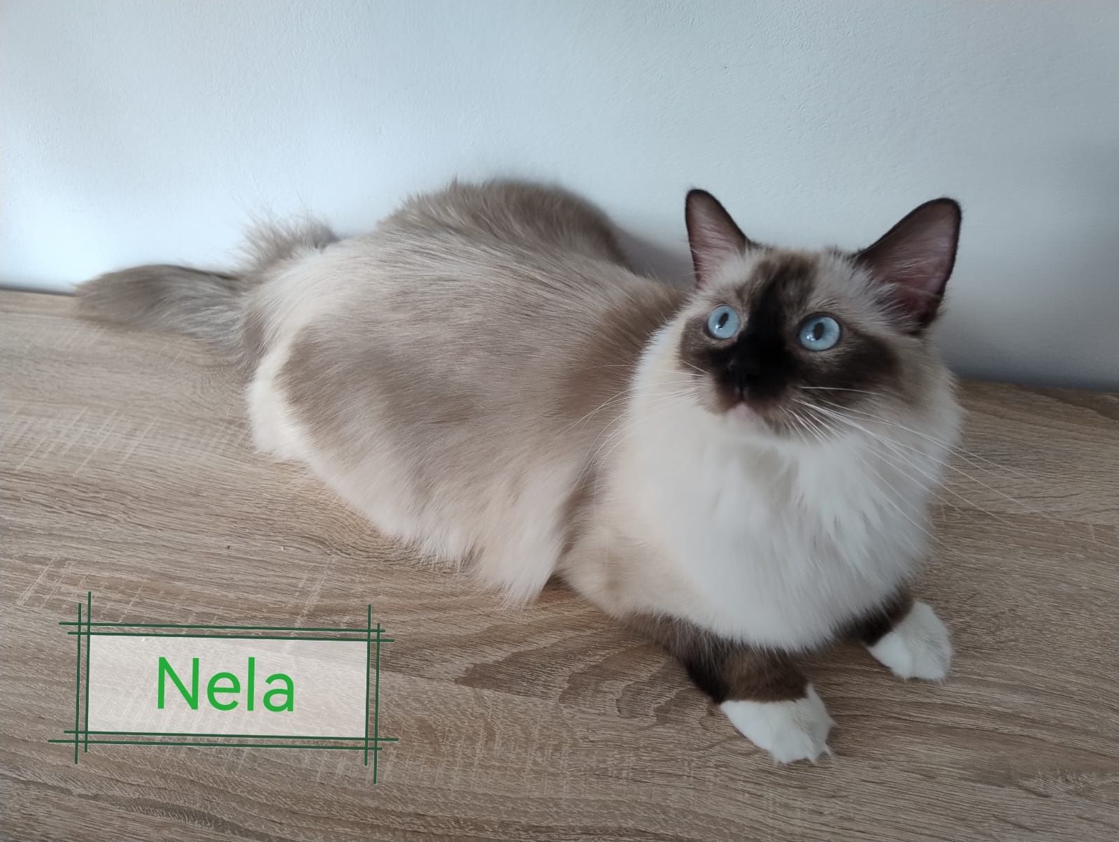 Ragdoll "Perełka" koteczka, rodowód, gotowa do odbioru
