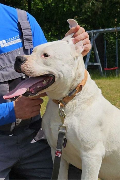 Dog argentyński oddam za darmo