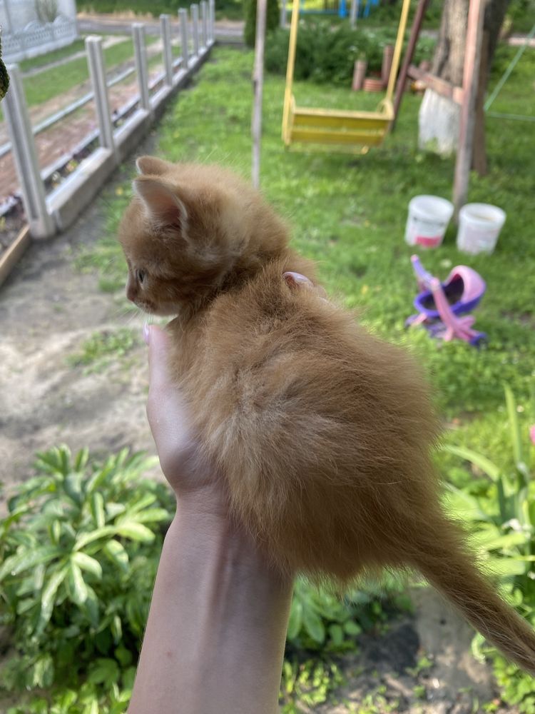 Котики в хороші руки
