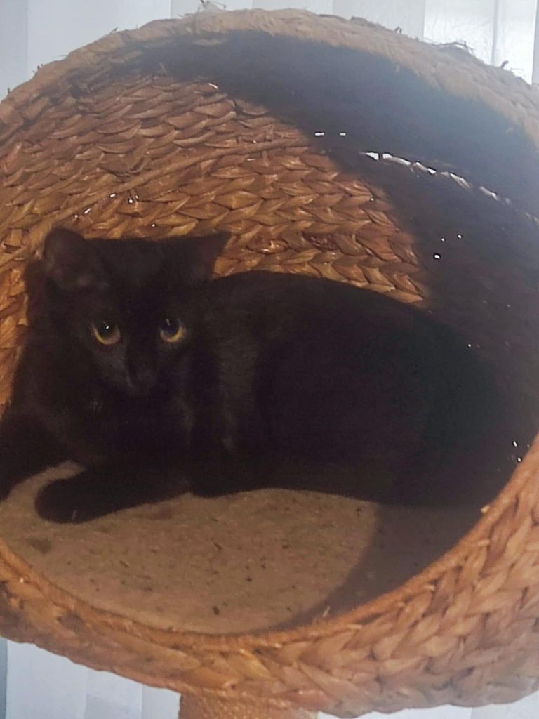 Czarna Kotka do Adopcji, dom niewychodzący, obowiązkowa kastracja