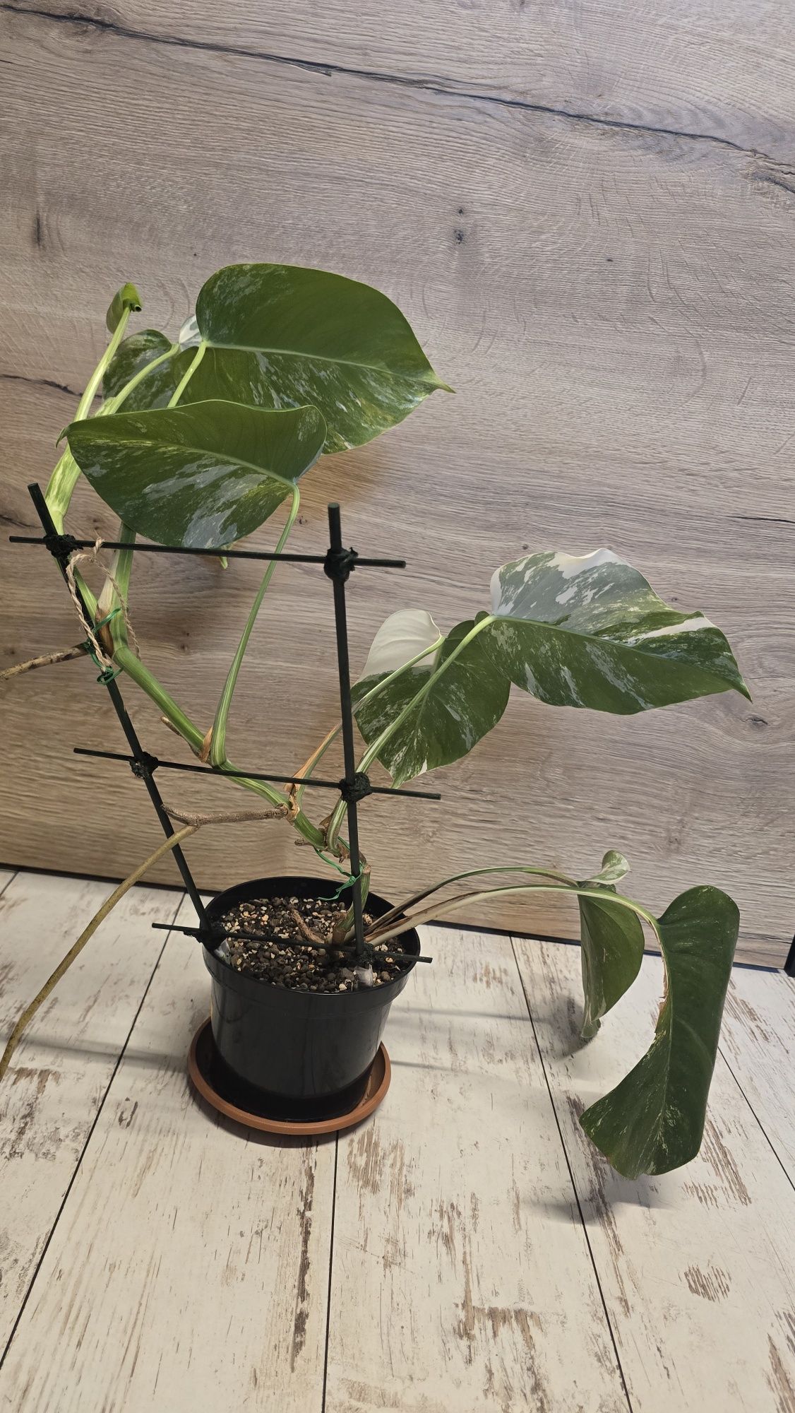 Monstera variegata (Monstera deliciosa) roślina ukorzeniona