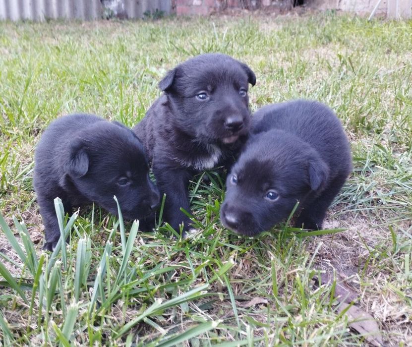 Отличные охранники и компаньены  Щенки в хорошие руки ( помесь л
