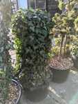 Bluszcz hedera  helix " na pniu"