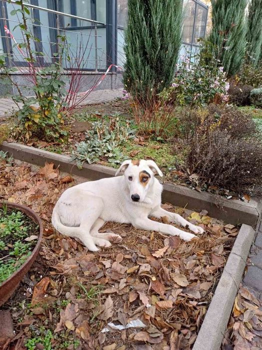 Молода собака шукає дім.