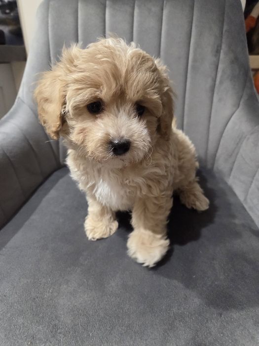 Pudel & maltańczyk maltipoo szczeniak
