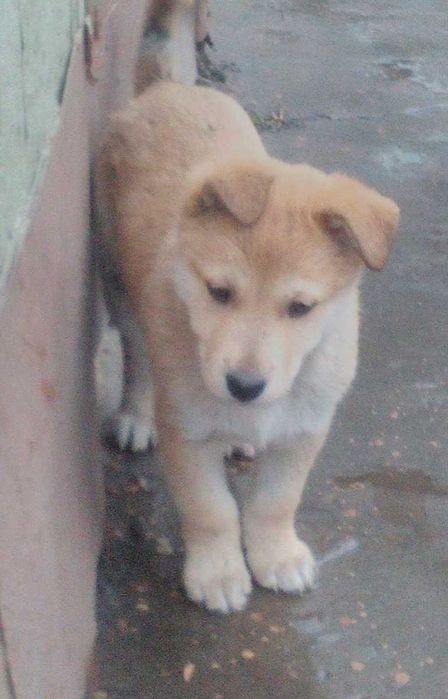 Щенки ищут заботливую семью