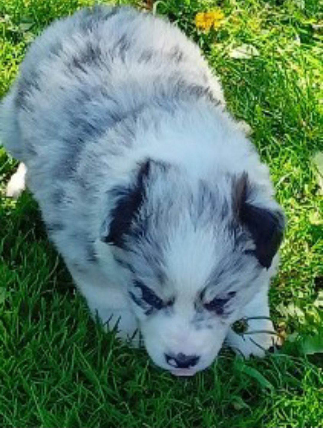 Border collie ZKwP FCI piesek 3 blue merle