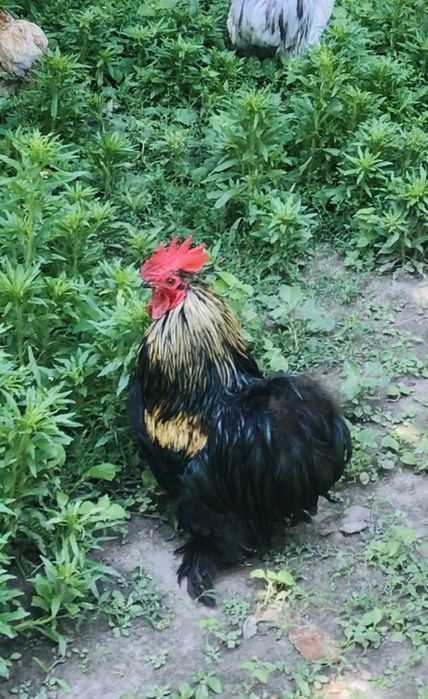 Півник карликовий Кохінхін, яйця