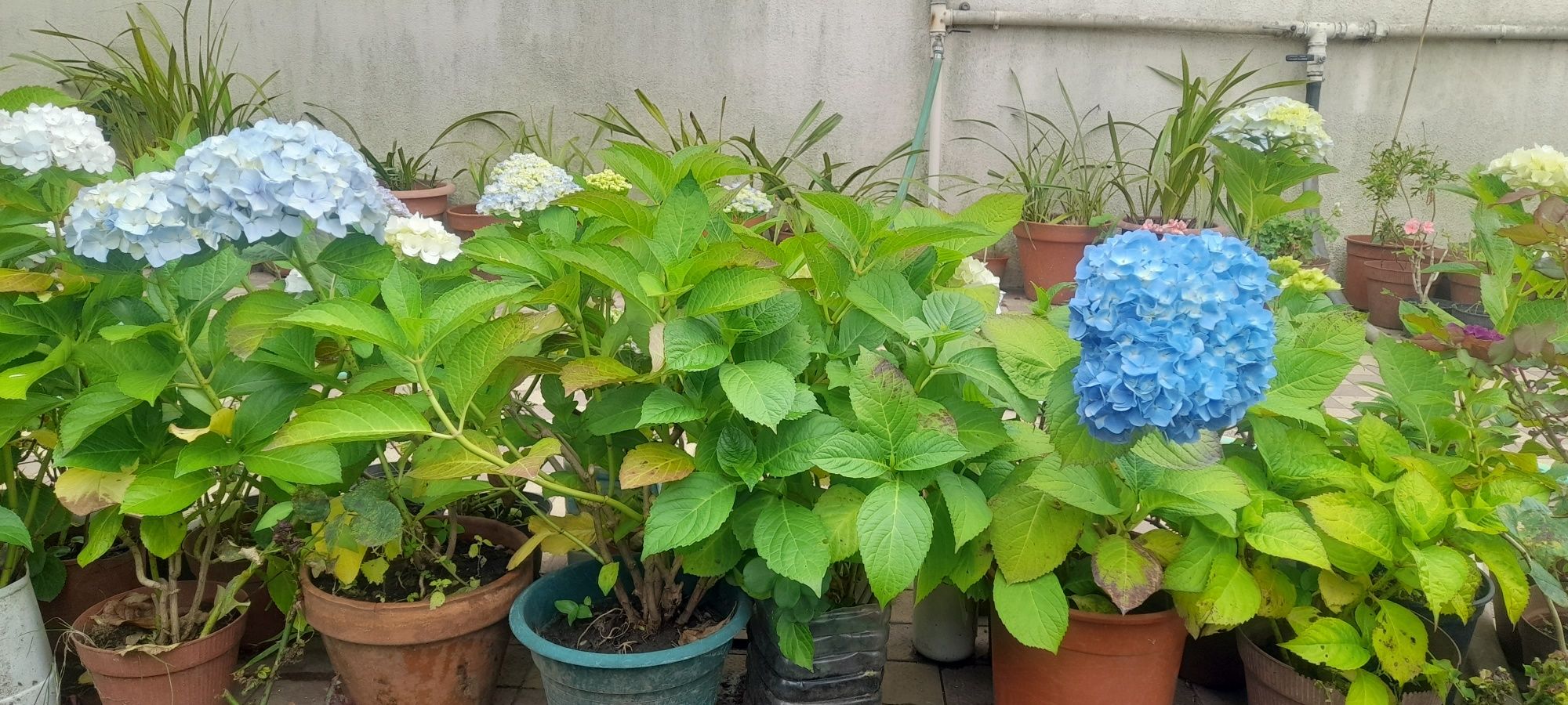 Vasos de Granjas/Hortensias