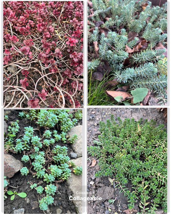 Очиток почвопокровный