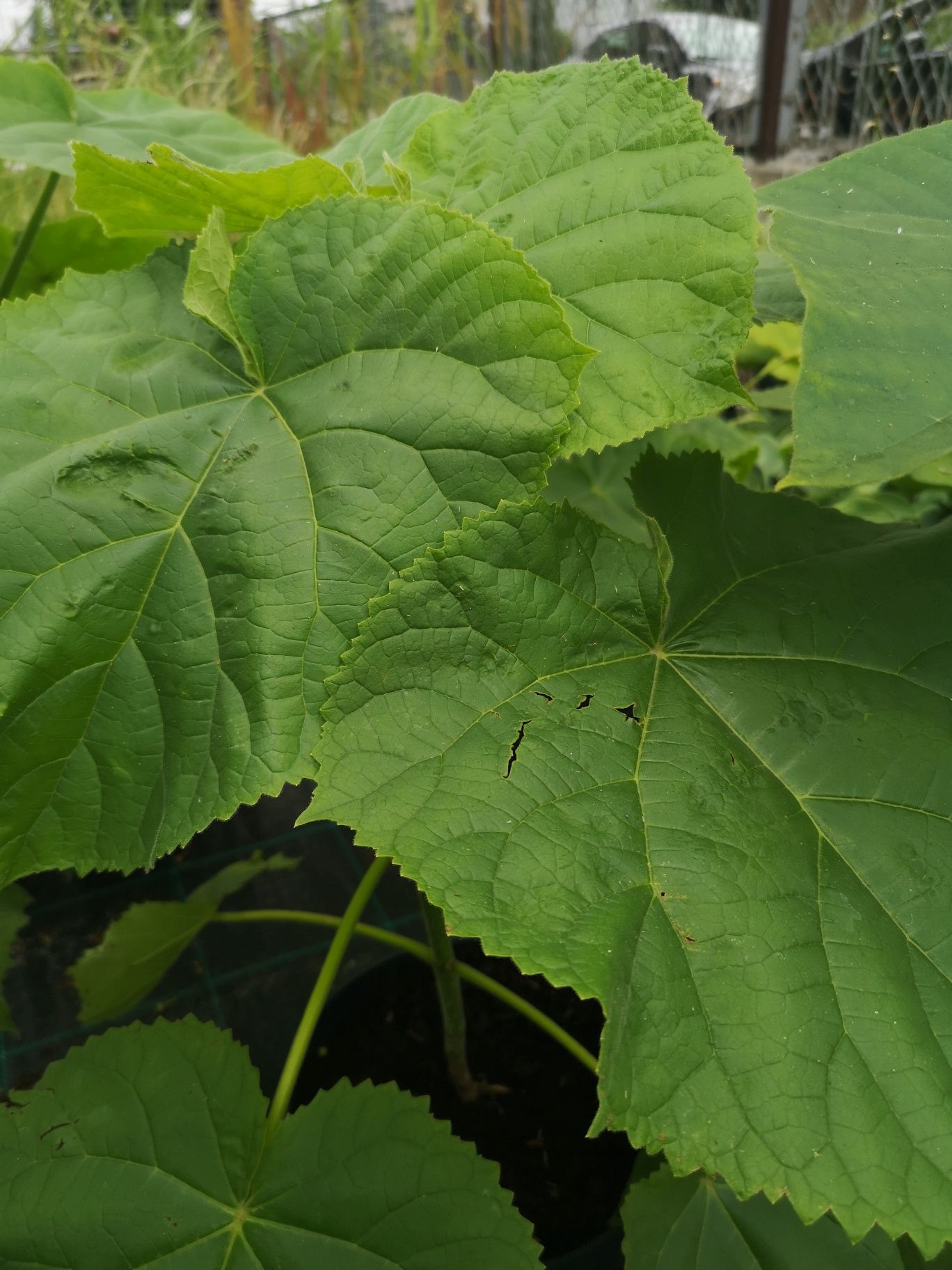 Paulownia drzewa tlenowe