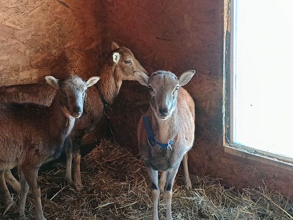 Muflony/owce/kameruńskie/