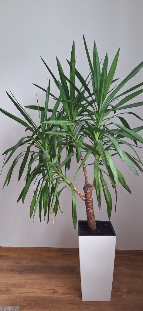 Kwiat Yukka domowa