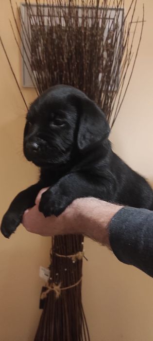 Labrador Retriever czarne szczenię