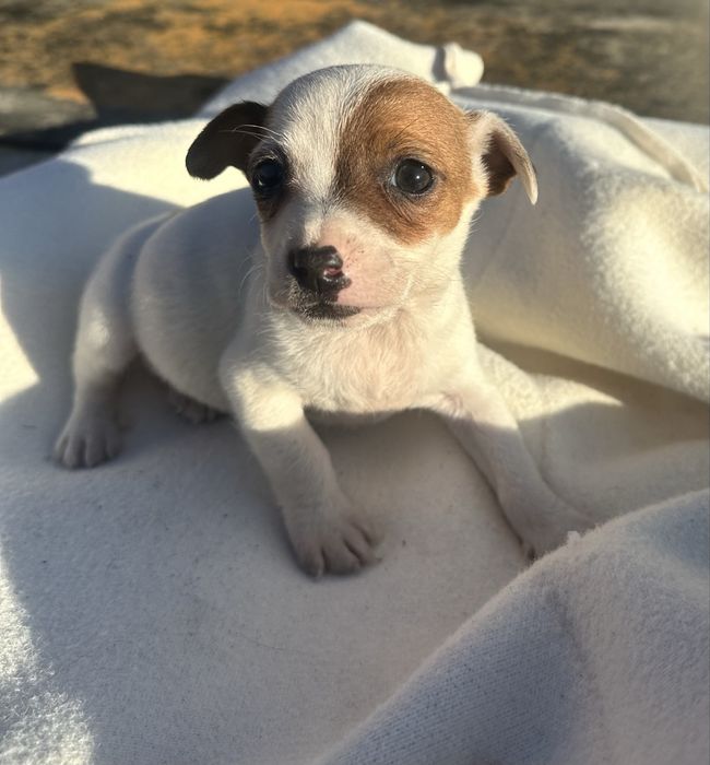 Suczka Jack Russell Terrier z Rodowodem