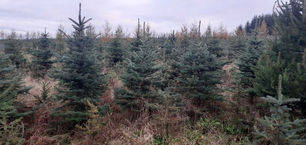 Świerk, jodła choinki