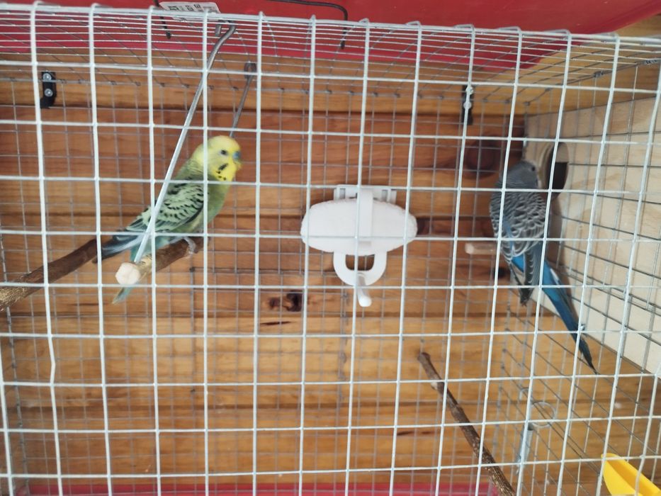 Periquitos australianos