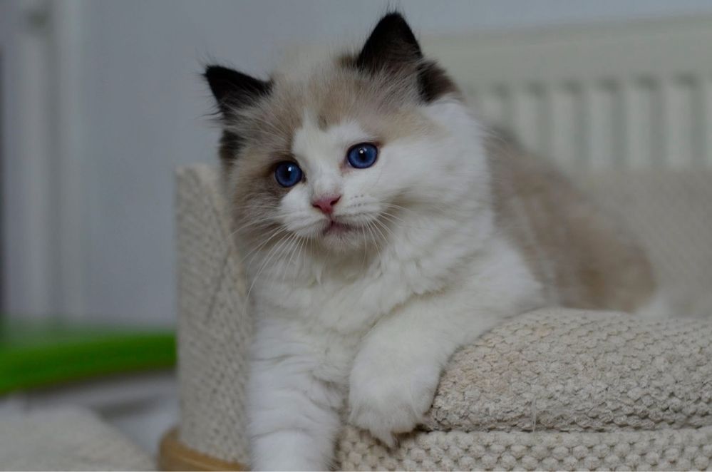 Ragdoll Cudny Kocurek Ciro