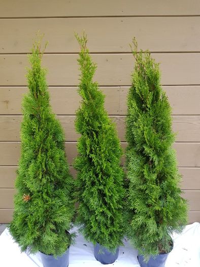 thuja tuja smaragd szmaragd 140 cm grunt