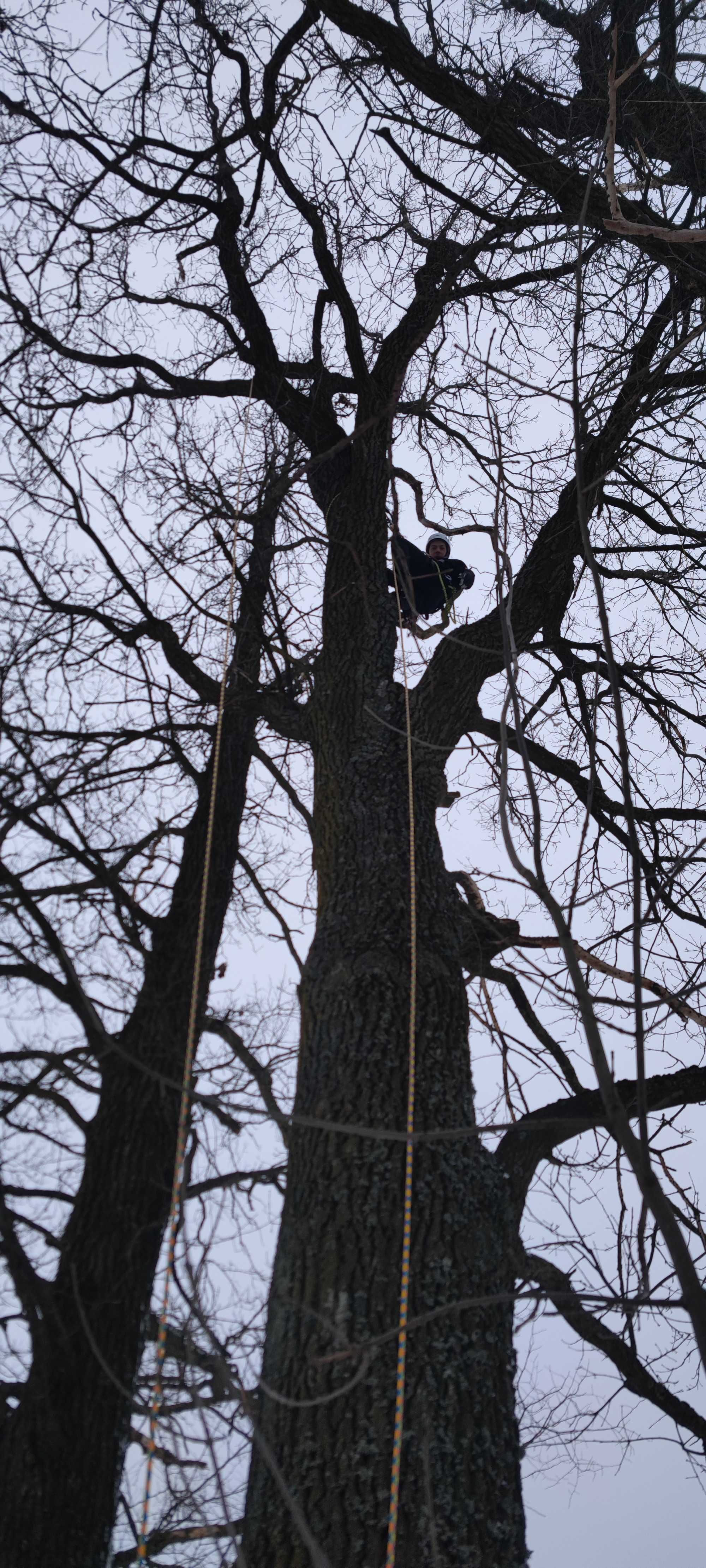 Wycinka i pielęgnacja drzew metodami alpinistycznymi Hajnówka Okolice