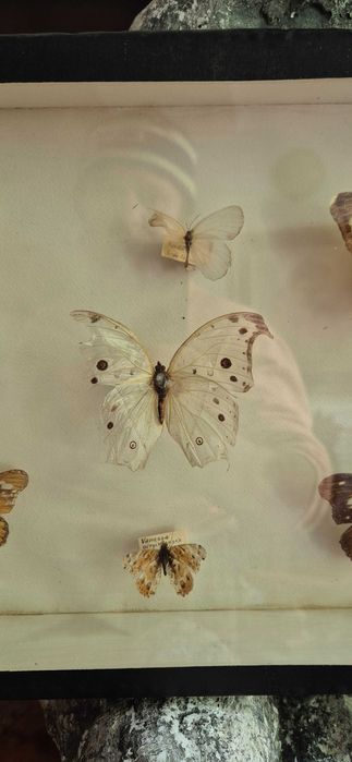 Kolekcjonerska gablota Brazylijskie motyle Antyk dekor lepidopterolog