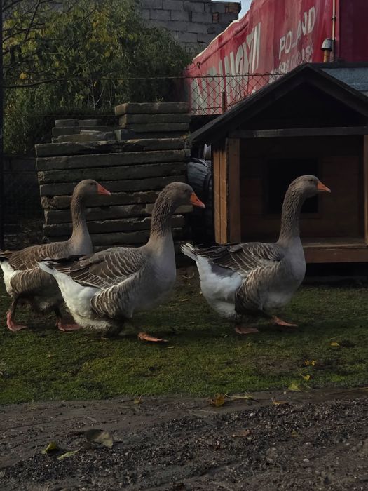 Gęsi landesy dwu letnie
