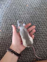 Крыса Дамбо мальчик 2 месяца