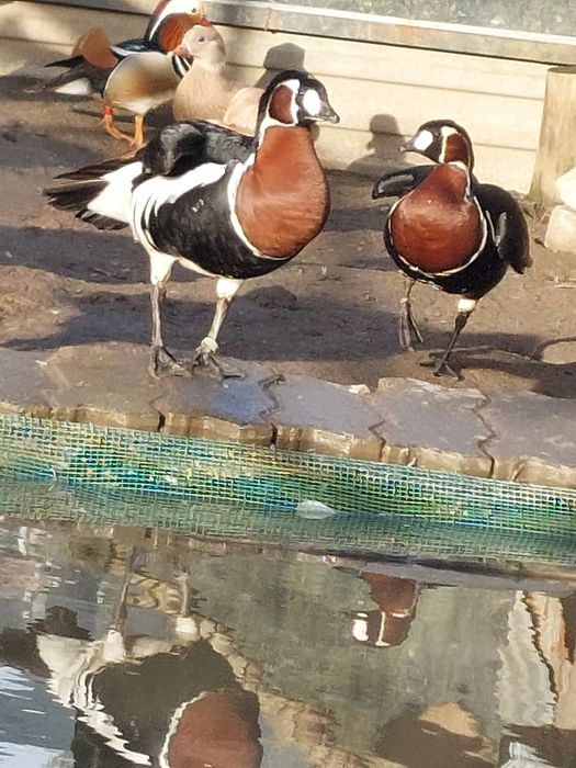 Gesi ozdobne bernikle rdzawoszyje