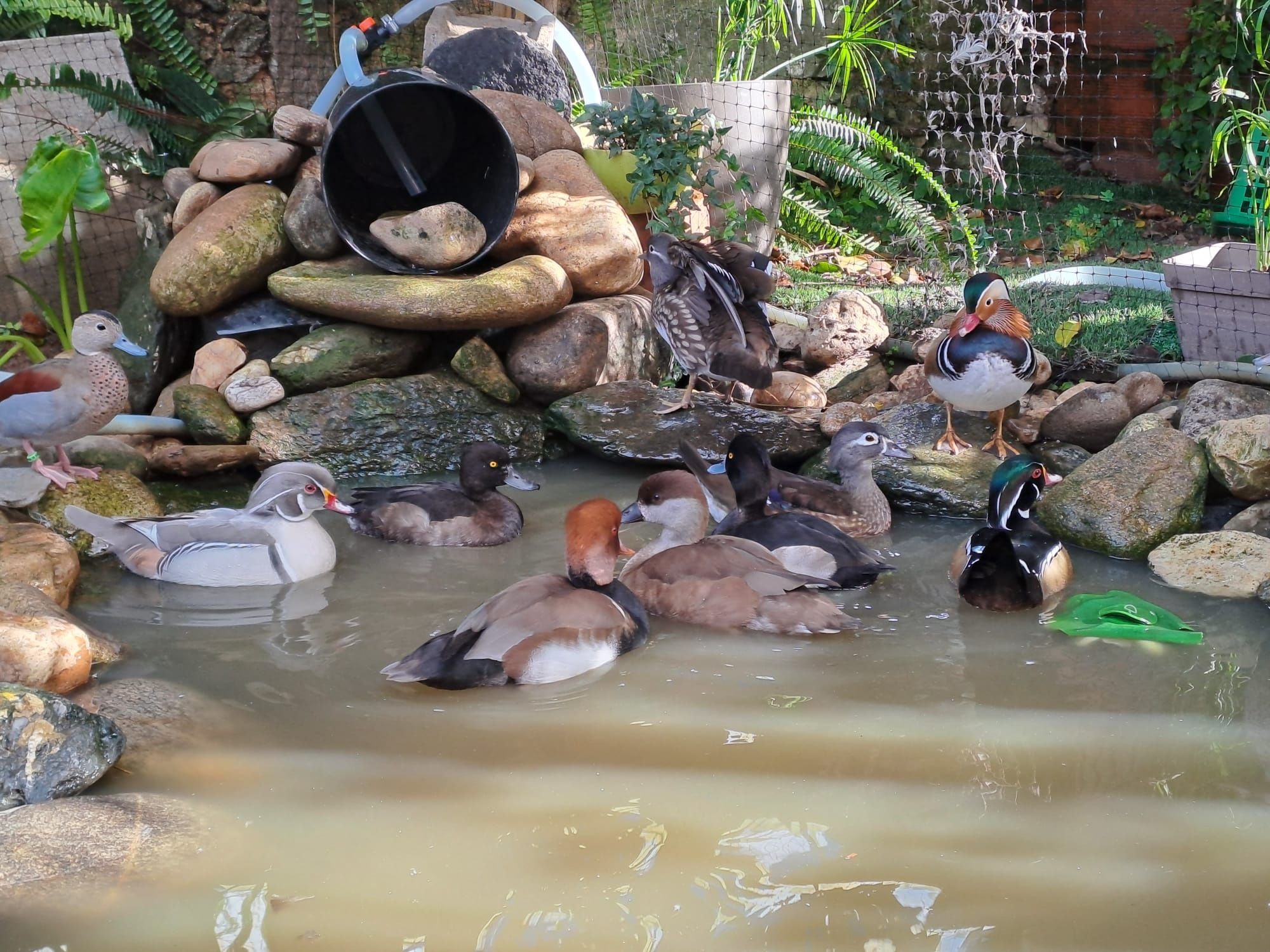 Vendo patos (Netta rufina, Piadeira do Chile, Carolino, Zarro negrinha