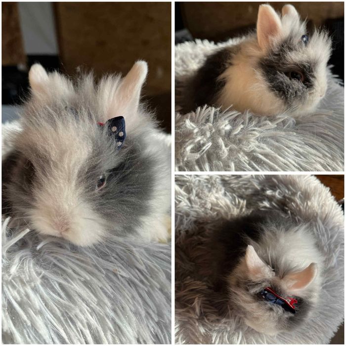 Karzełki Teddy Mini