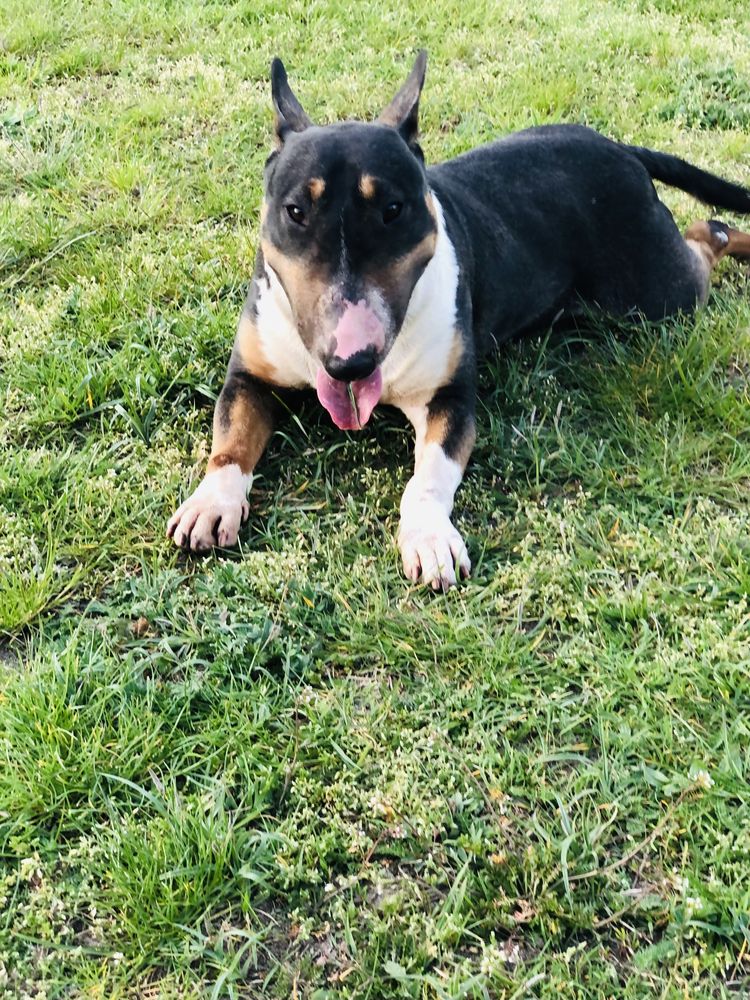 Bullterrier bulterier tricolor suka bulterrier.   PILNE