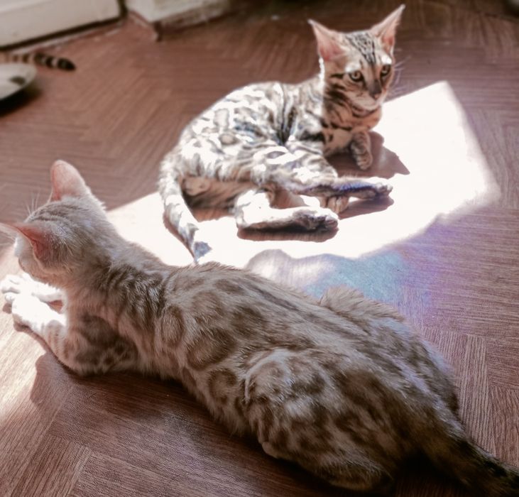 Бенгальські котики