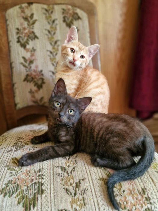 Kociaki Hades i Apollo szukają domu