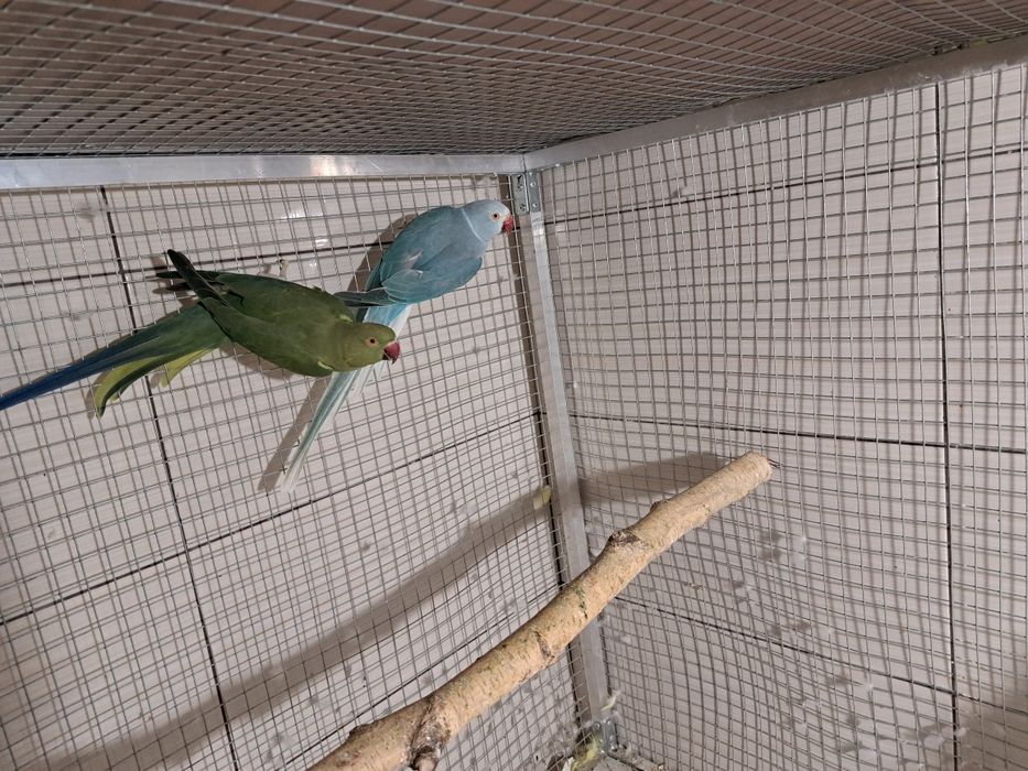 Likwidacja hodowli aleksandretty aleksandretta