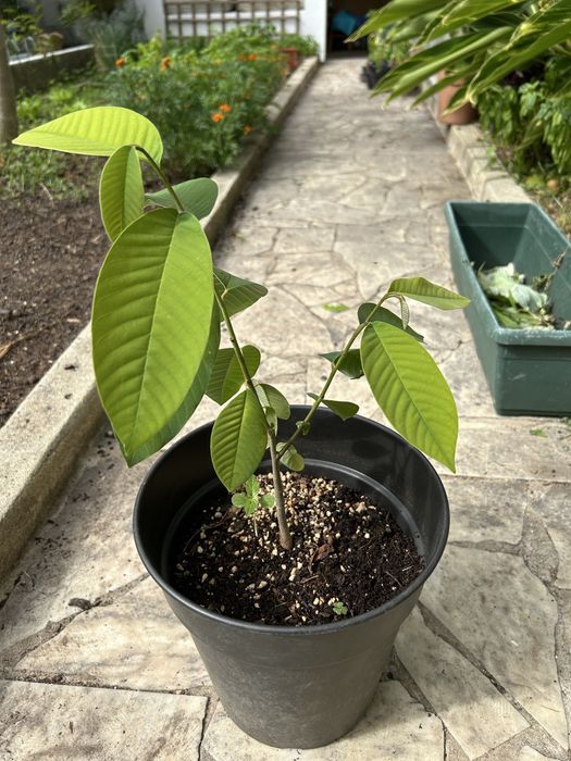 Planta de Anoneira