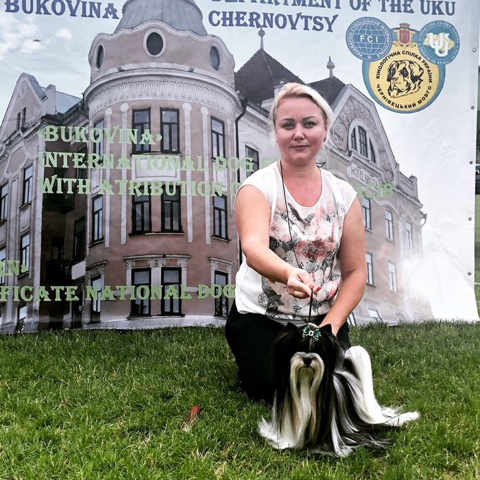 Вязка бивер Йорк