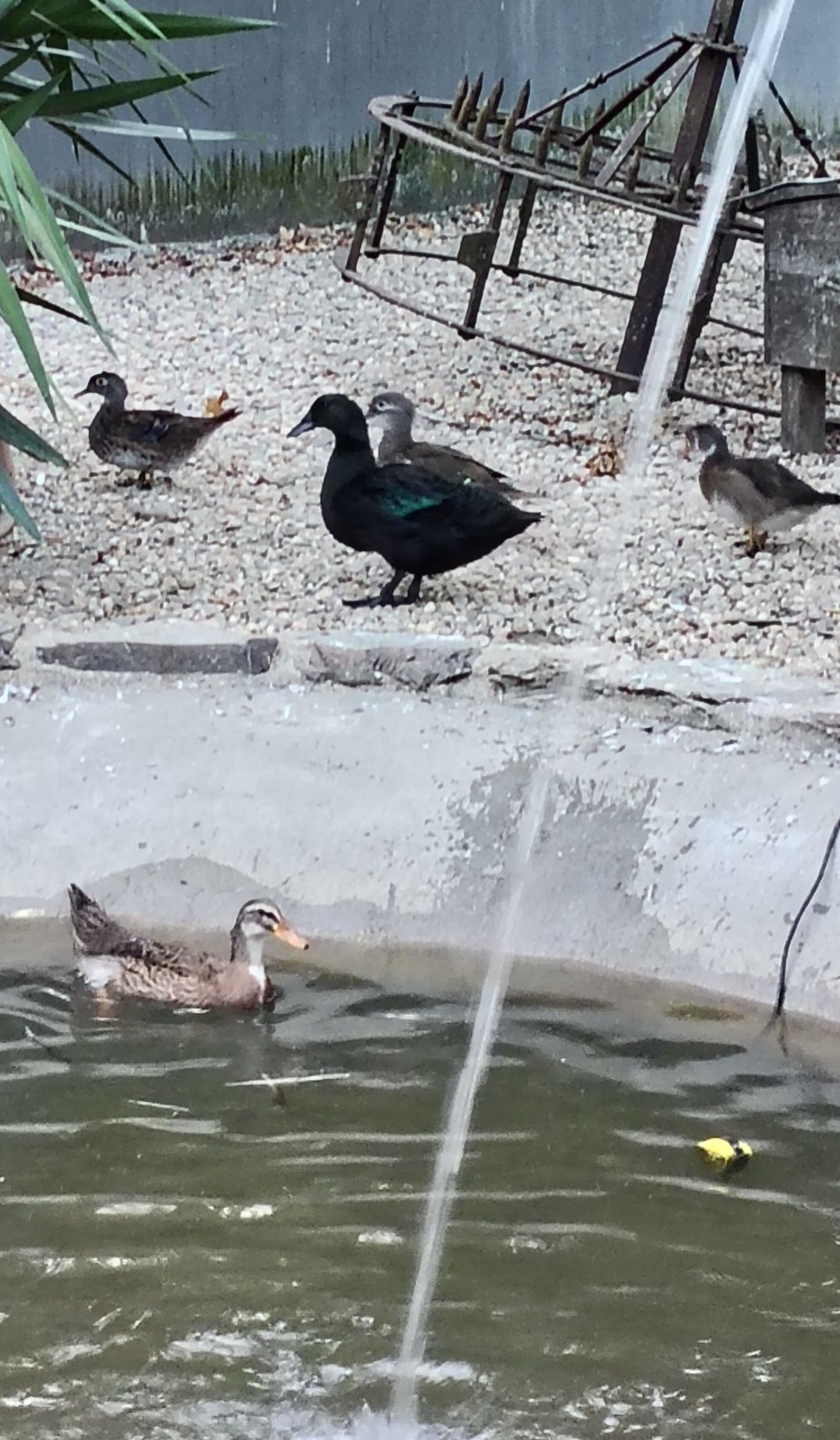 Patos Cayuga, Rouen e mandarins