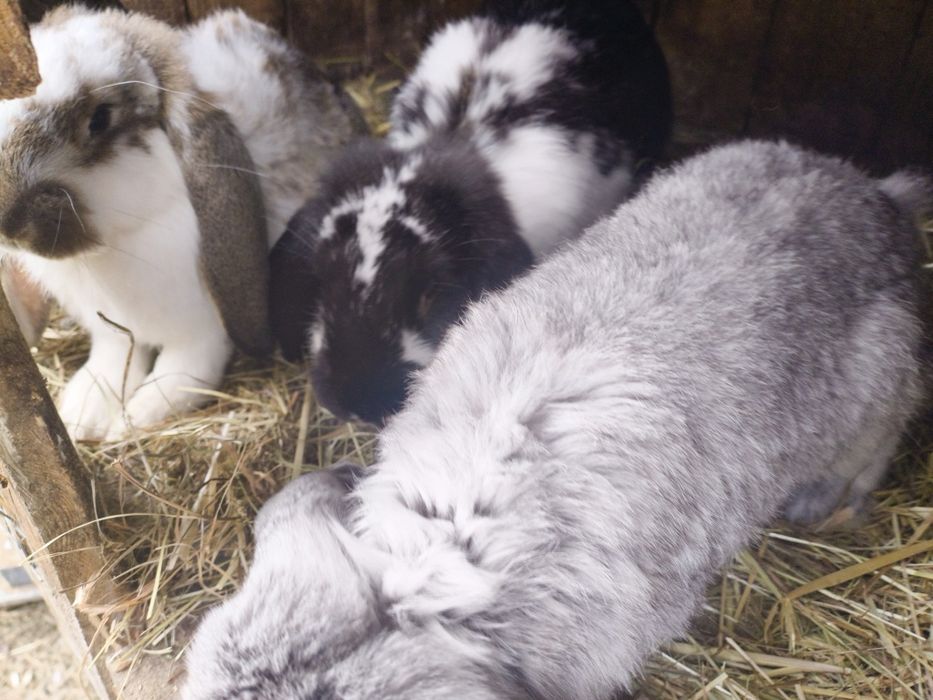 Króliki na sprzedaż