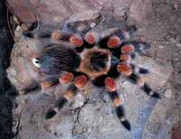 Домашние тарантулы пауки птицееды для новичков