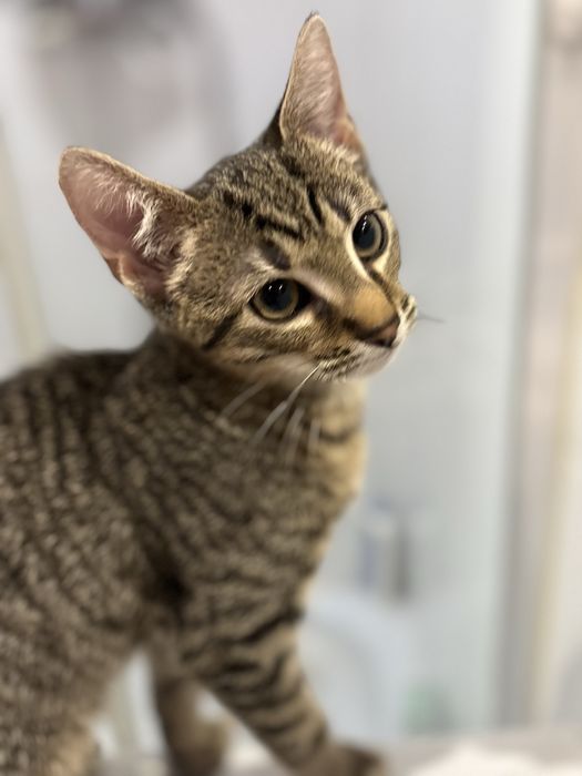 Oddam Kotka za darmo