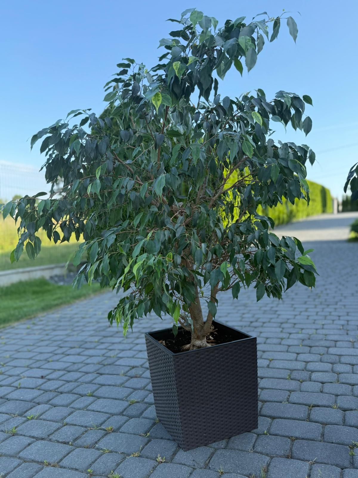 Figowiec benjamina 140cm