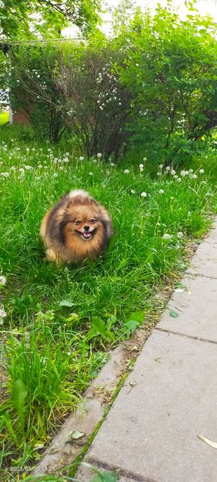 Ośmioletnia sunia na kolanka