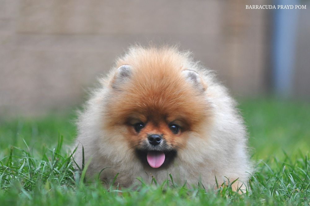 Барракуді далеко до ліси