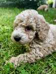 Maltipoo F1B red mix maltipoo & pudel toy
