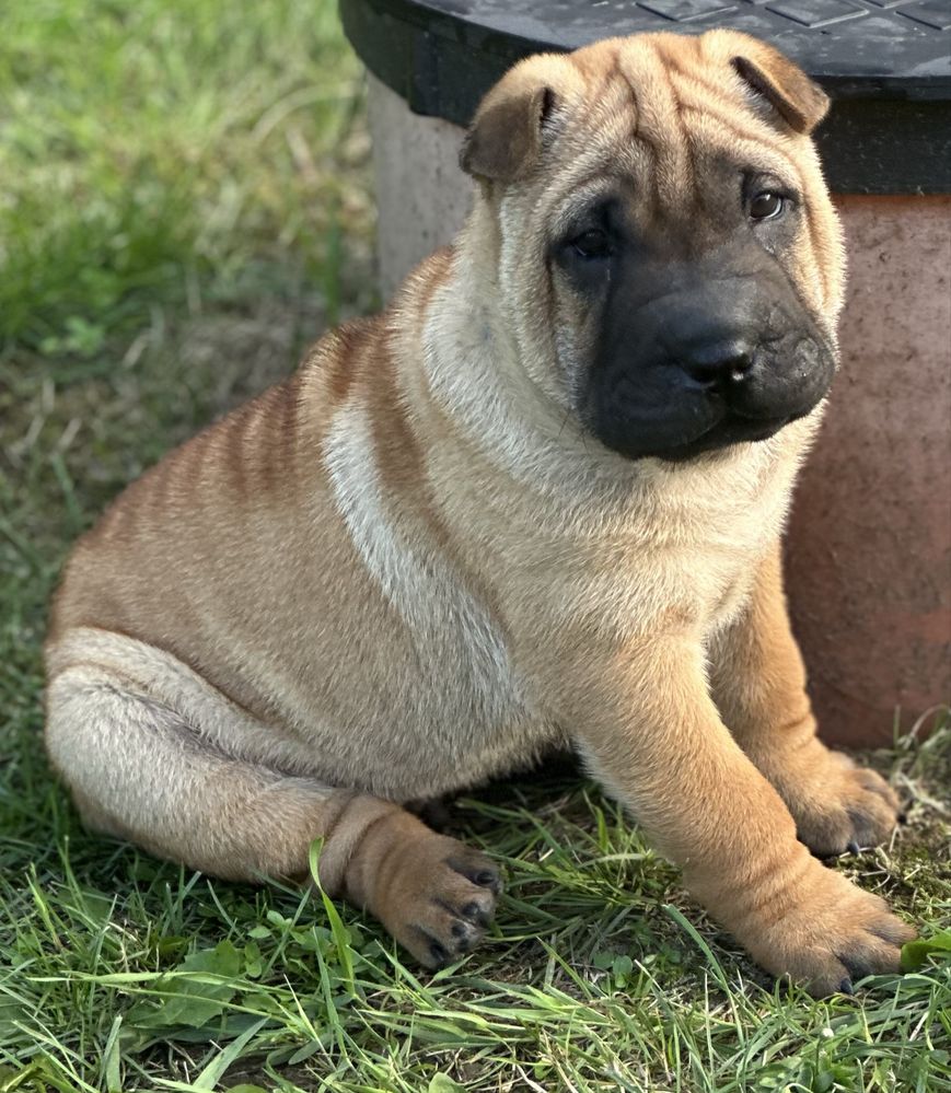 Shar pei wystawowe i nie tylko, z Rodowodem FCI